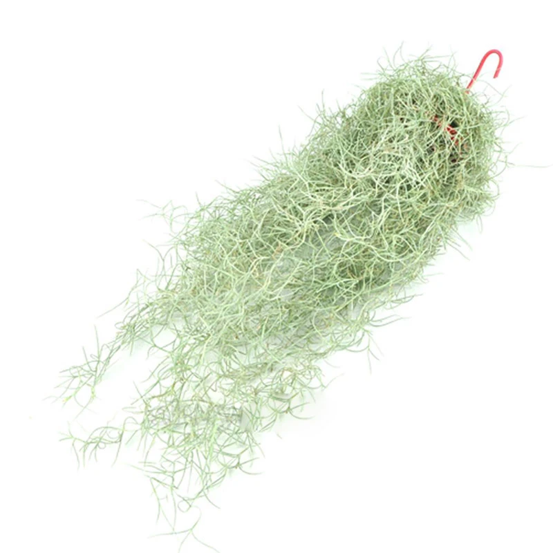 无土栽培空气凤梨银叶松萝老人须植物窗帘壁挂垂吊花卉好养的绿植