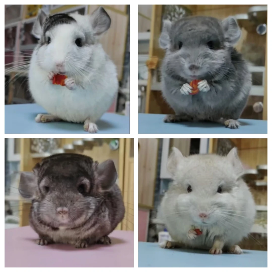 家养宠物龙猫活宠小龙猫幼崽标灰米色白色彩色百余只可选包邮