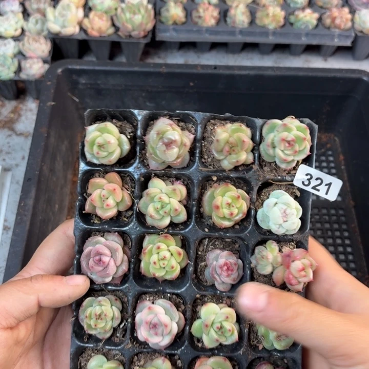 打***园精品直播一物一拍321