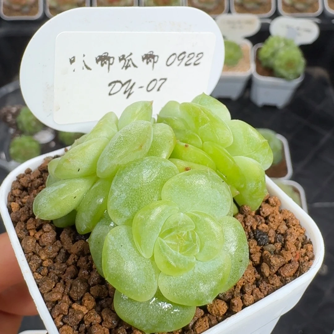 0922-7-生椰拿铁三头一颗