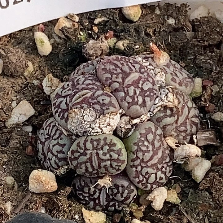 桃喜花园0204-42rr 714