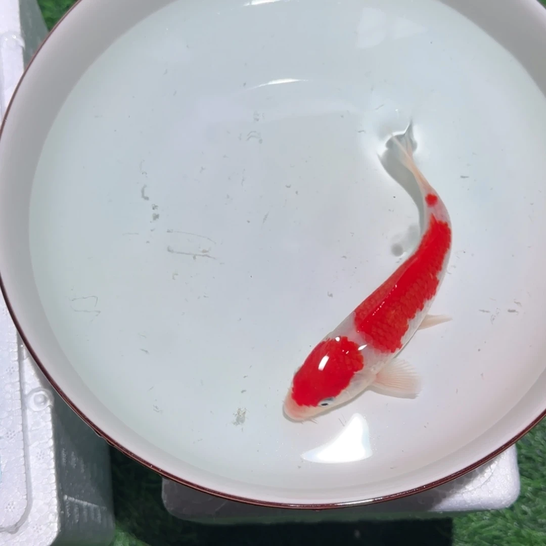 锦鲤锦鲤观赏鱼锦鲤