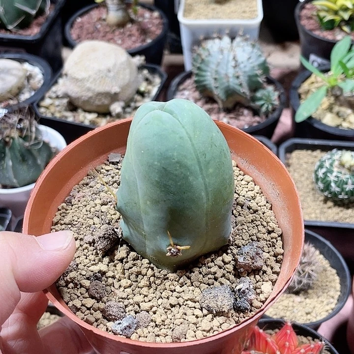 401程程柱仙人球