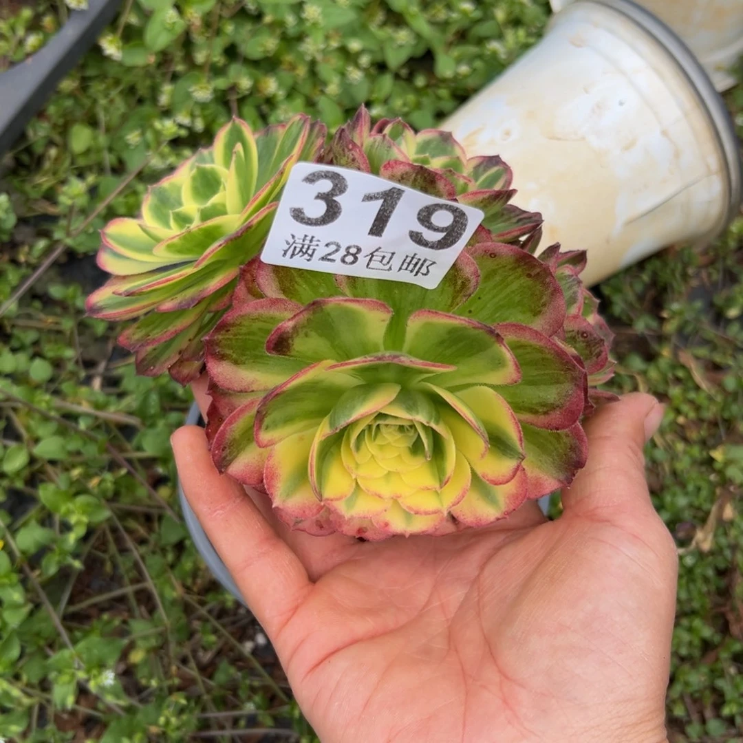 多肉植物31 9无售后