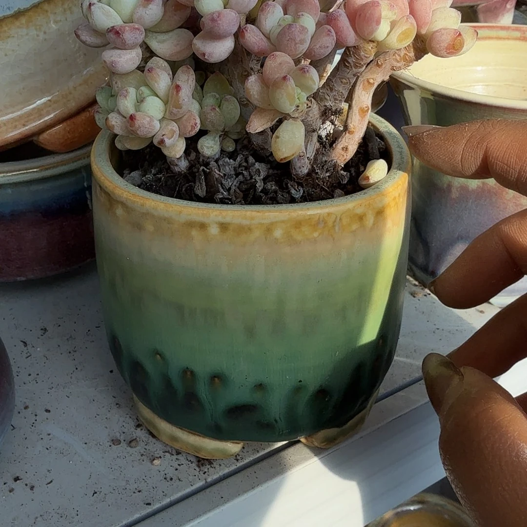 栀***龙直筒万象花盆多肉植物