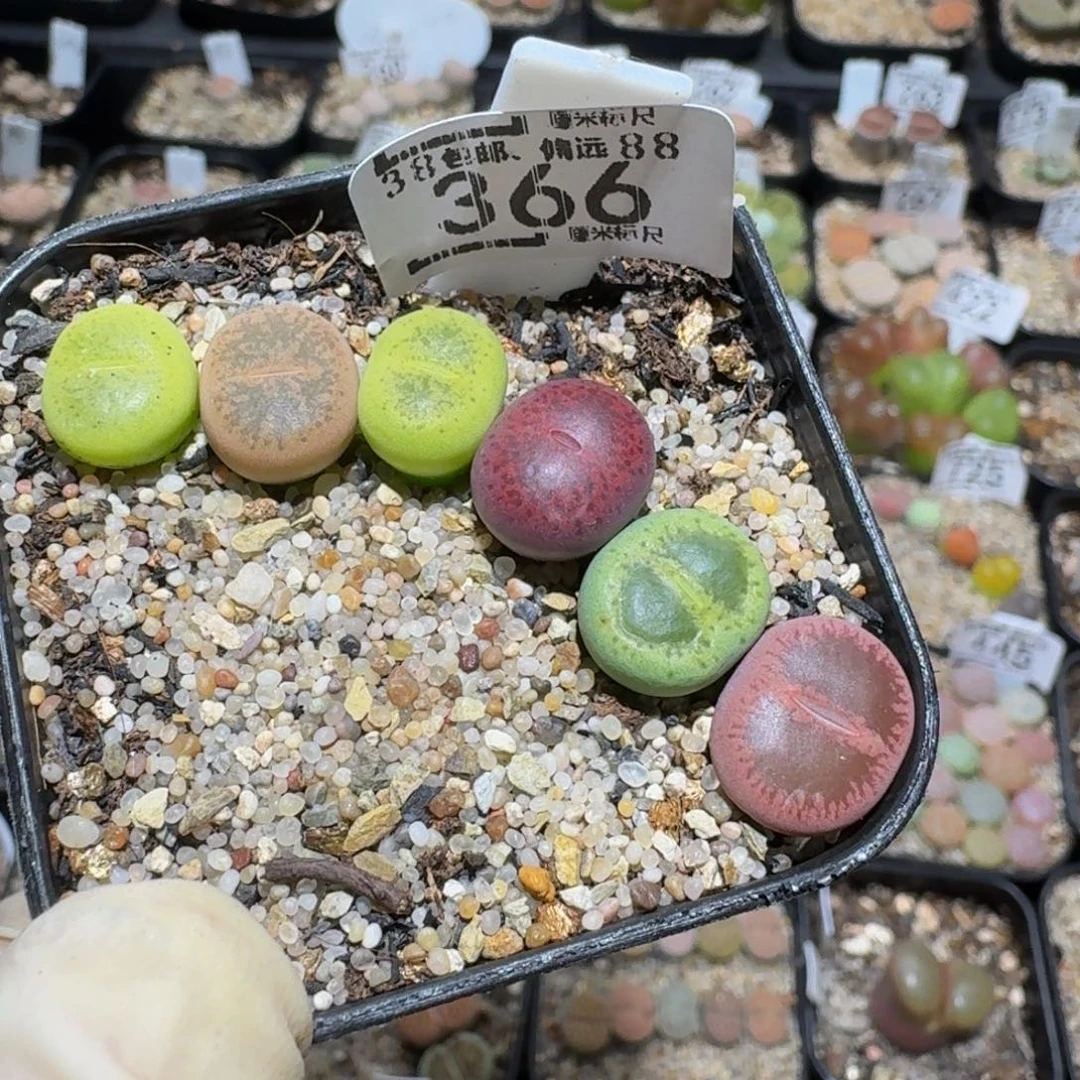 zzzz生石花肉锥366