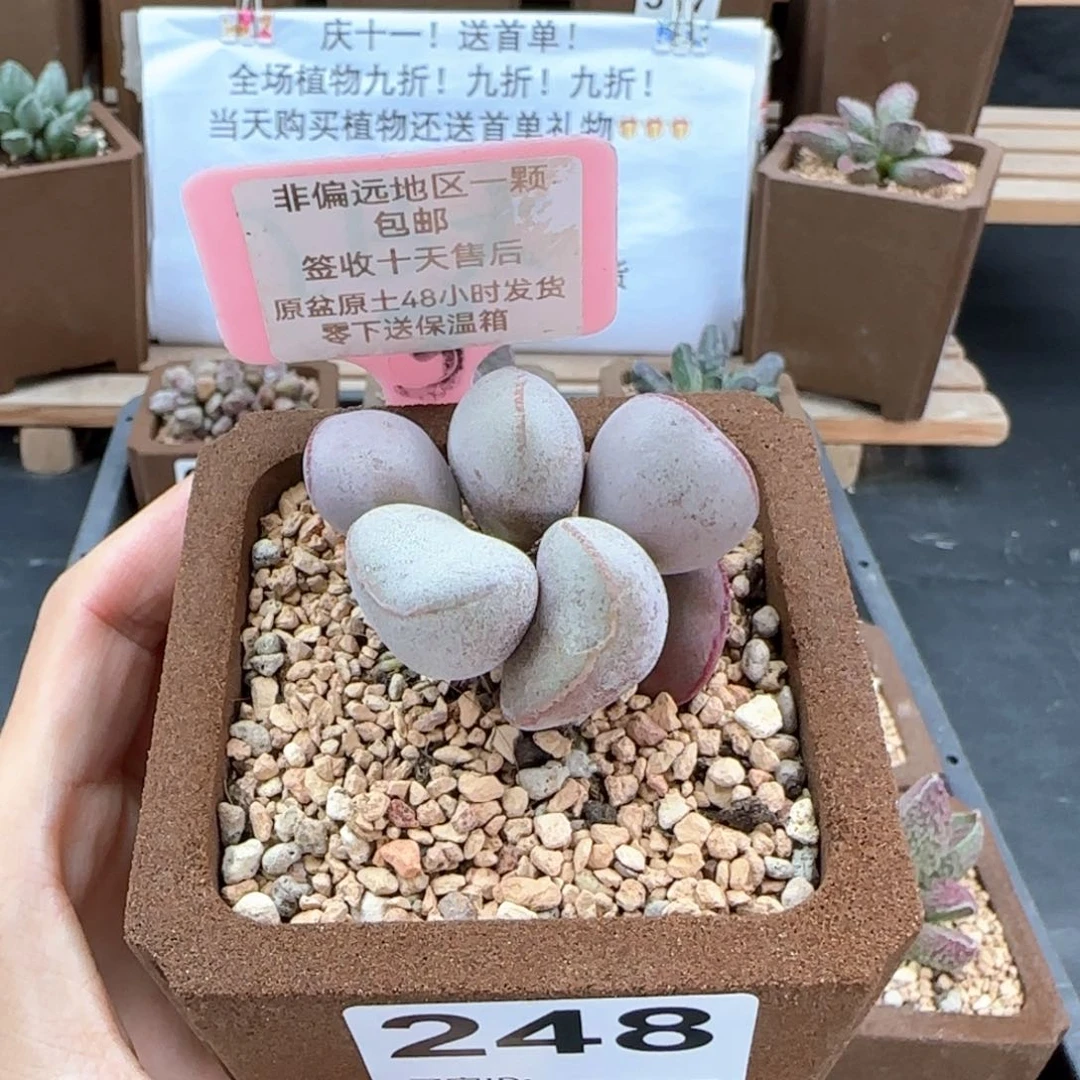248白肌红蛋多肉