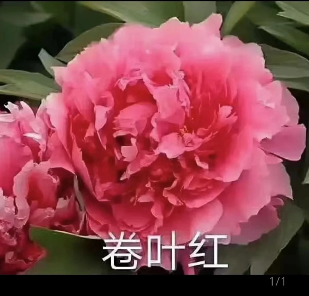 牡丹独杆卷叶红，正品。先发肥料，秋后发苗