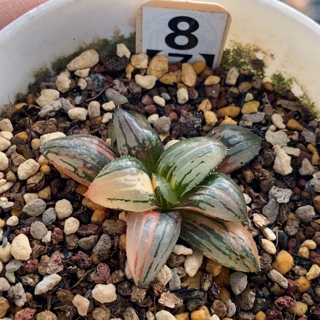 8号香瓜岛多肉植物