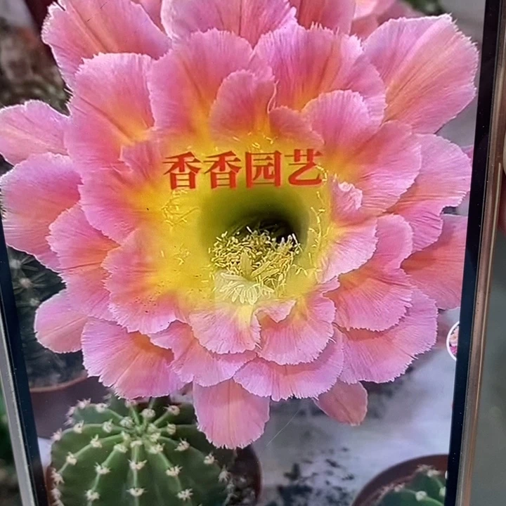 香香星火带根4公分左右