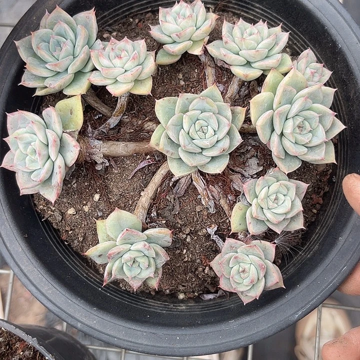 晨语多肉，一物一拍仙子