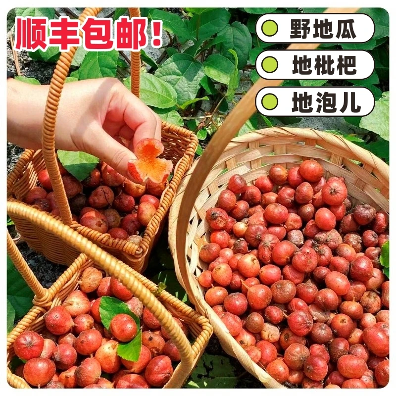 当季新鲜野地瓜土地瓜地泡地枇杷地石榴地瓜童年记忆水果