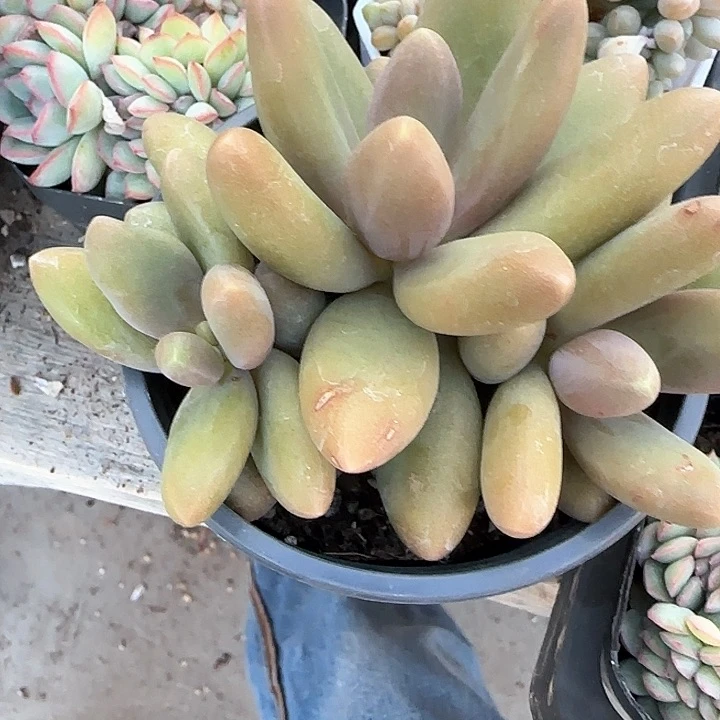 青蛙王子儿童牙膏111