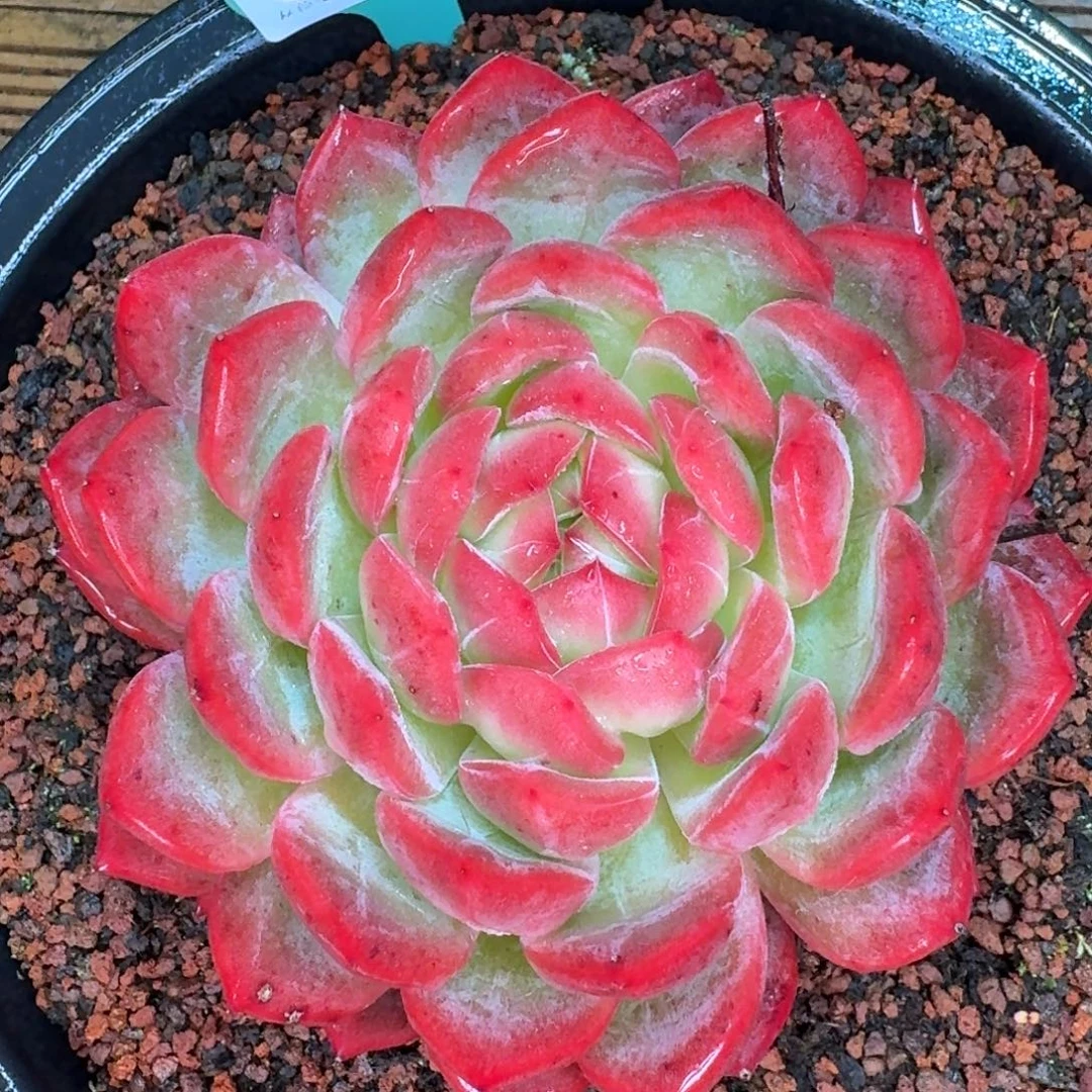 从前慢多肉精选编号1116-339