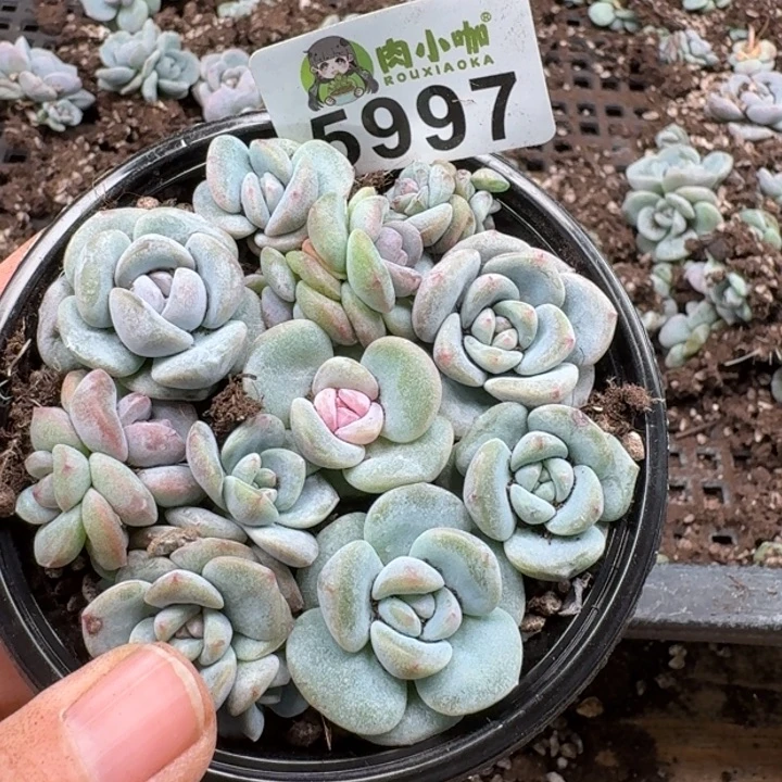 多肉植物多肉植物