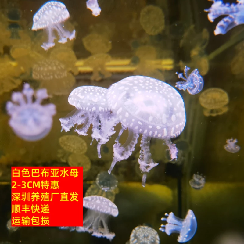 白色巴布亚水母活的10只2-3赤月海水观赏鱼小宠物活幼体好养耐活