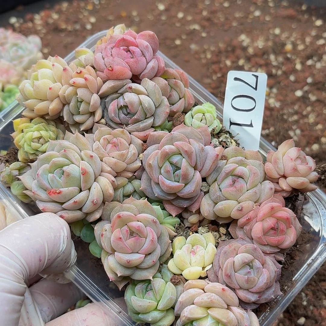 多头植物多肉植物701