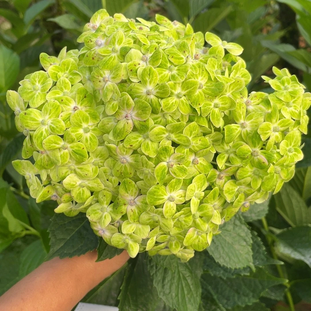 绣球切花一物一拍3枝起包邮，119
