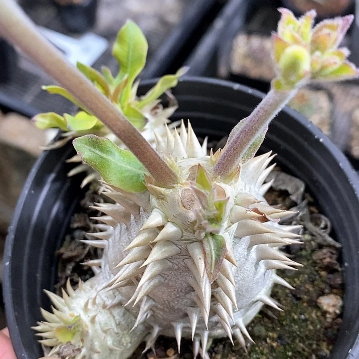 K****g孤品实生双排刺惠比大黑福利