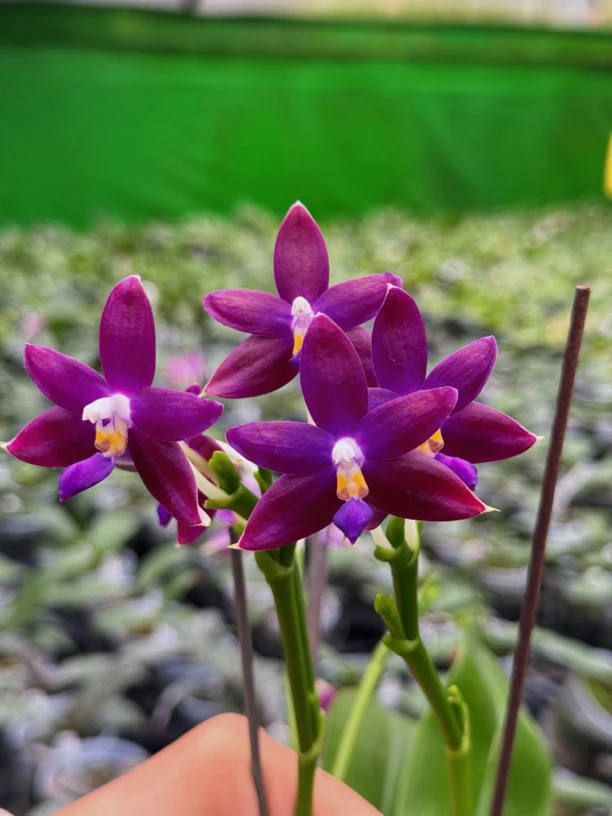 YSM228蓝色珍妮弗（拉萨）3寸花剑 微瑕鲜花绿植原生