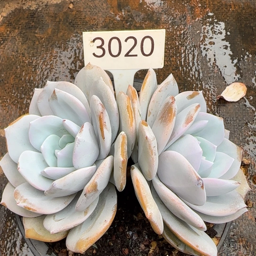 302 0。   奶茶双头