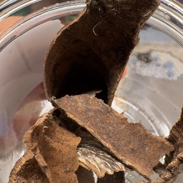 沉香碎屑沉香海南天然野沉香虫漏壳子块料10克