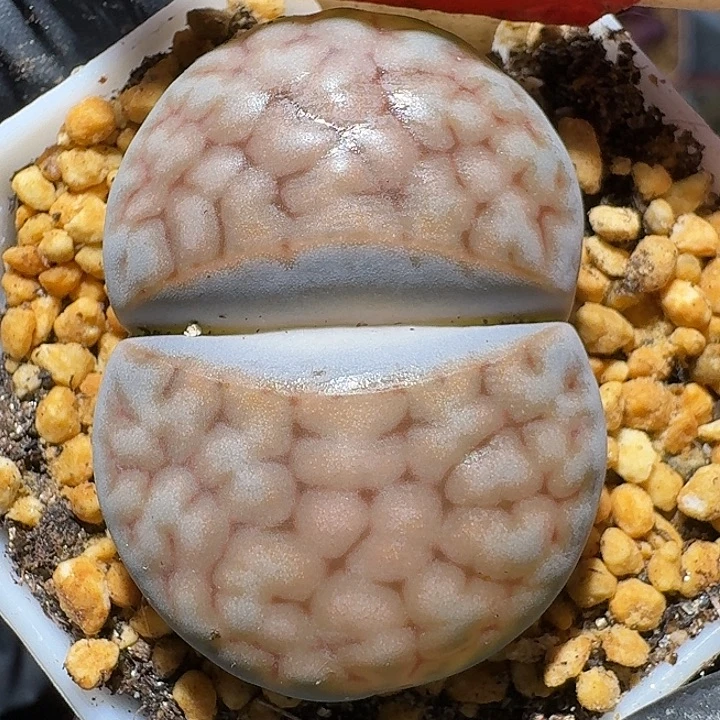 生石花11112222。   118