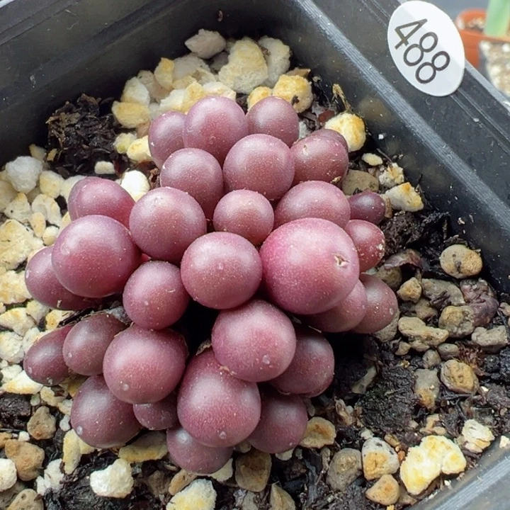 488号111111111111111