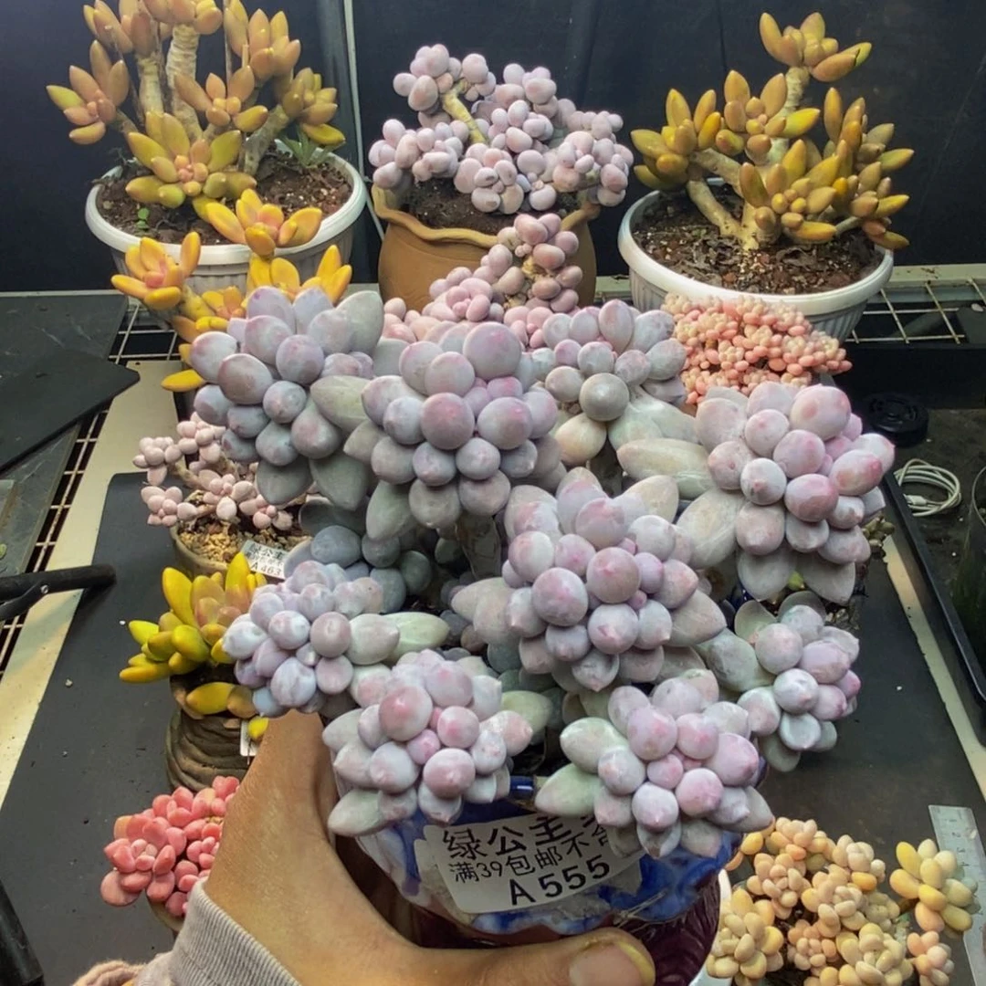 555香水手指奶多肉10c m
