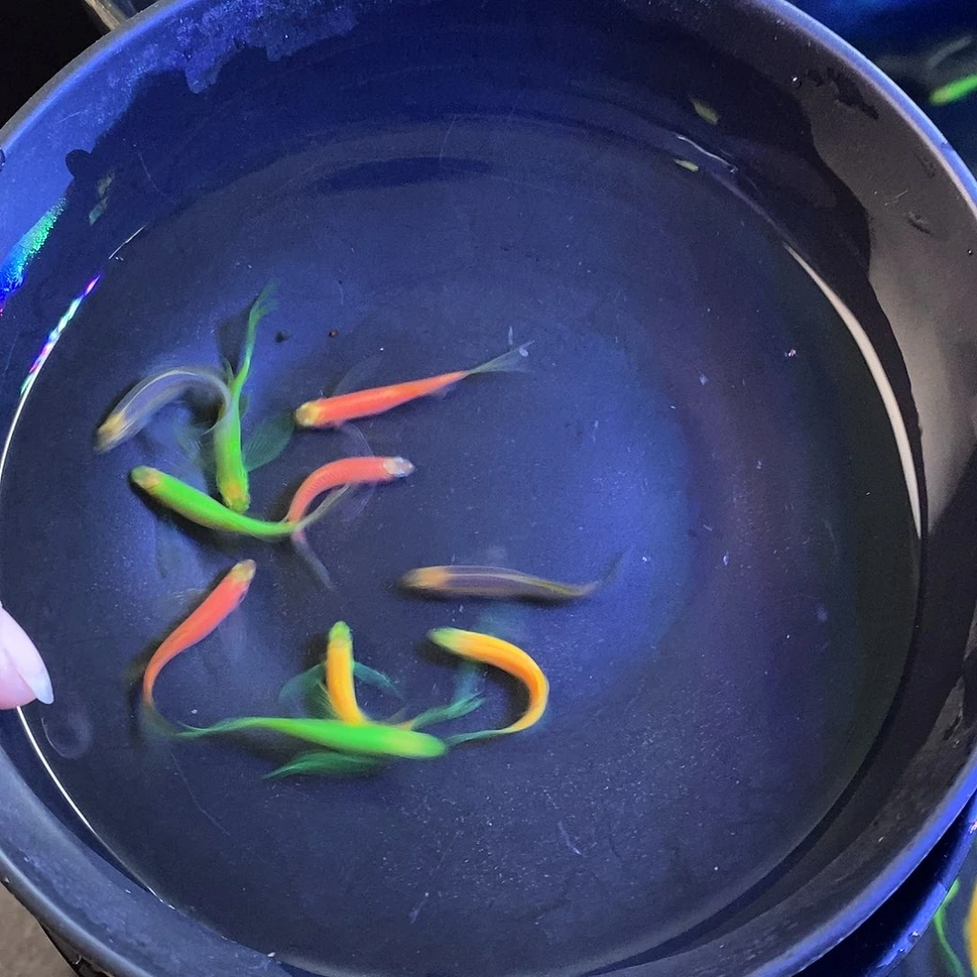 斑马鱼蝶翼4色混搭各2个➕2备损共10个