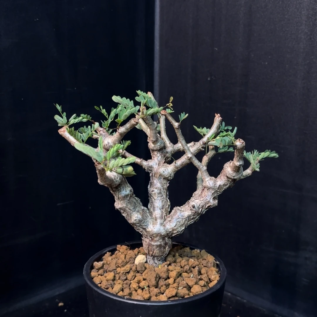 念珠苏木带盆发货