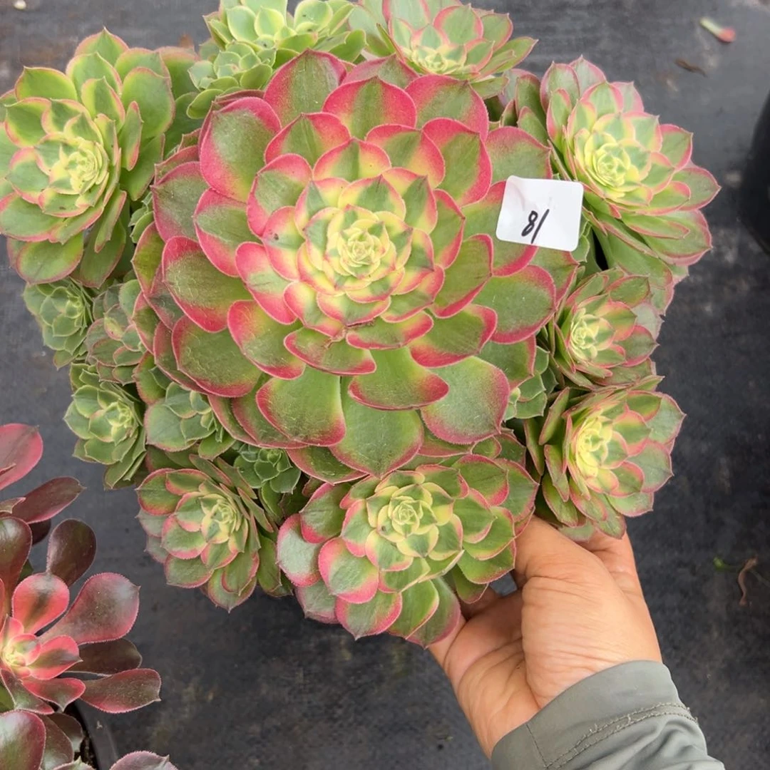81玉芙蓉多肉植物系