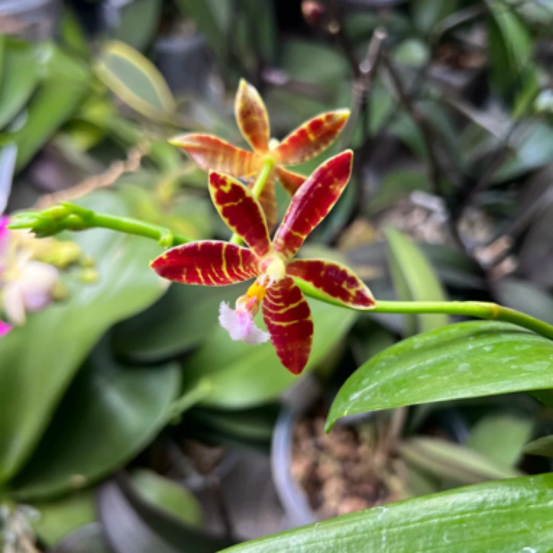 亚曼尼斯  （苗) 2.5寸