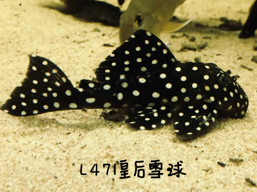 L471皇后雪球异型鱼,南美热带稀有异型工具鱼