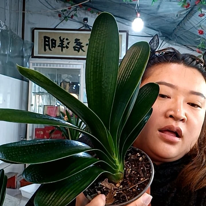小***东小东九王胡油35元