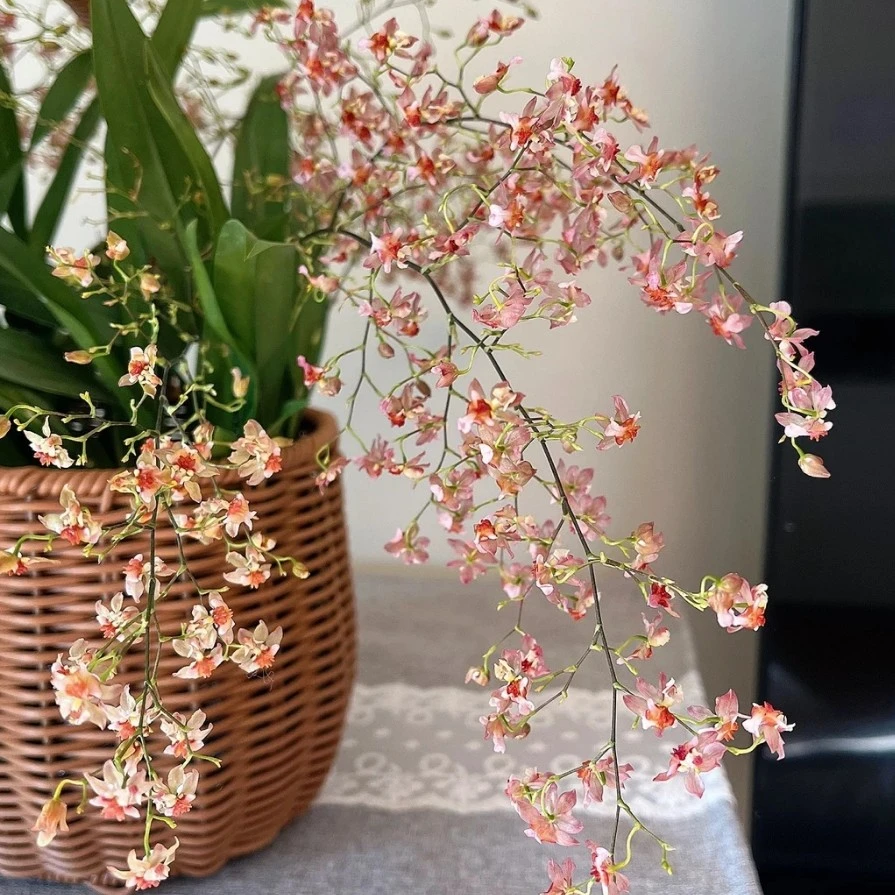 梦香兰（香槟粉）室内外绿植（达人链接）