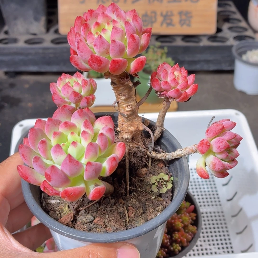 兰苹果多肉9.9包邮发货