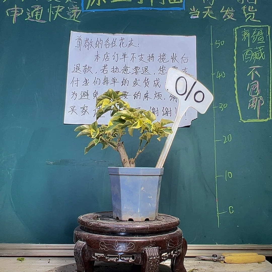 当前无花栽培后可以开花一颗盲盒 大宝 010