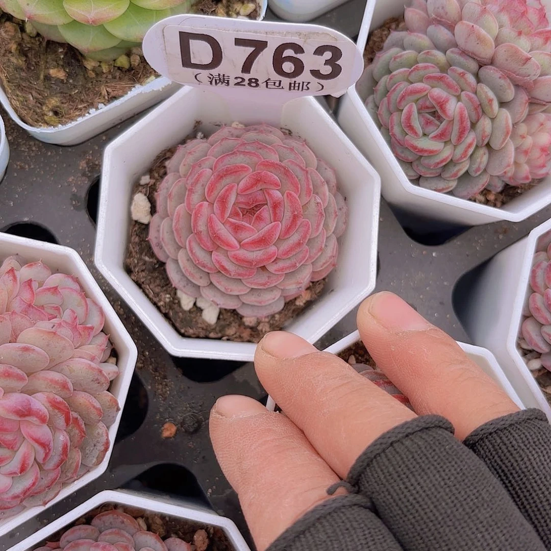 D763白胖子一物一拍