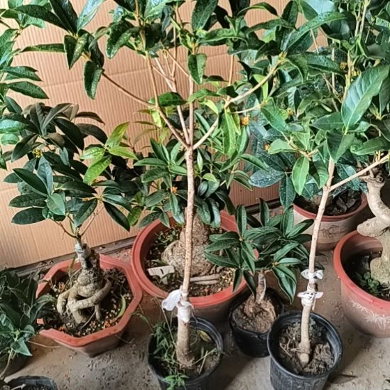 电***赁完全开放八月桂丹