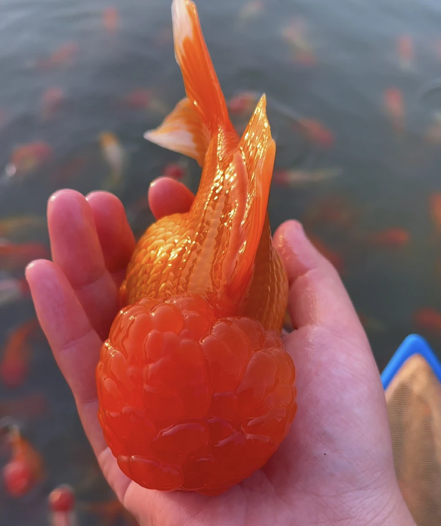 红头红狮黑红龙睛猫狮冷水金鱼观赏鱼多拍