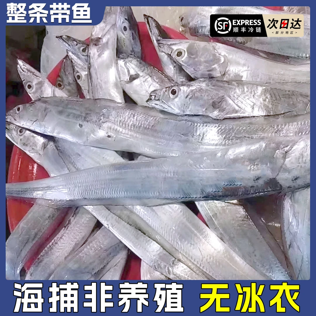 顺丰次日达 无冰【整条带鱼】渔船打捞海捕带鱼新鲜冷冻海鱼