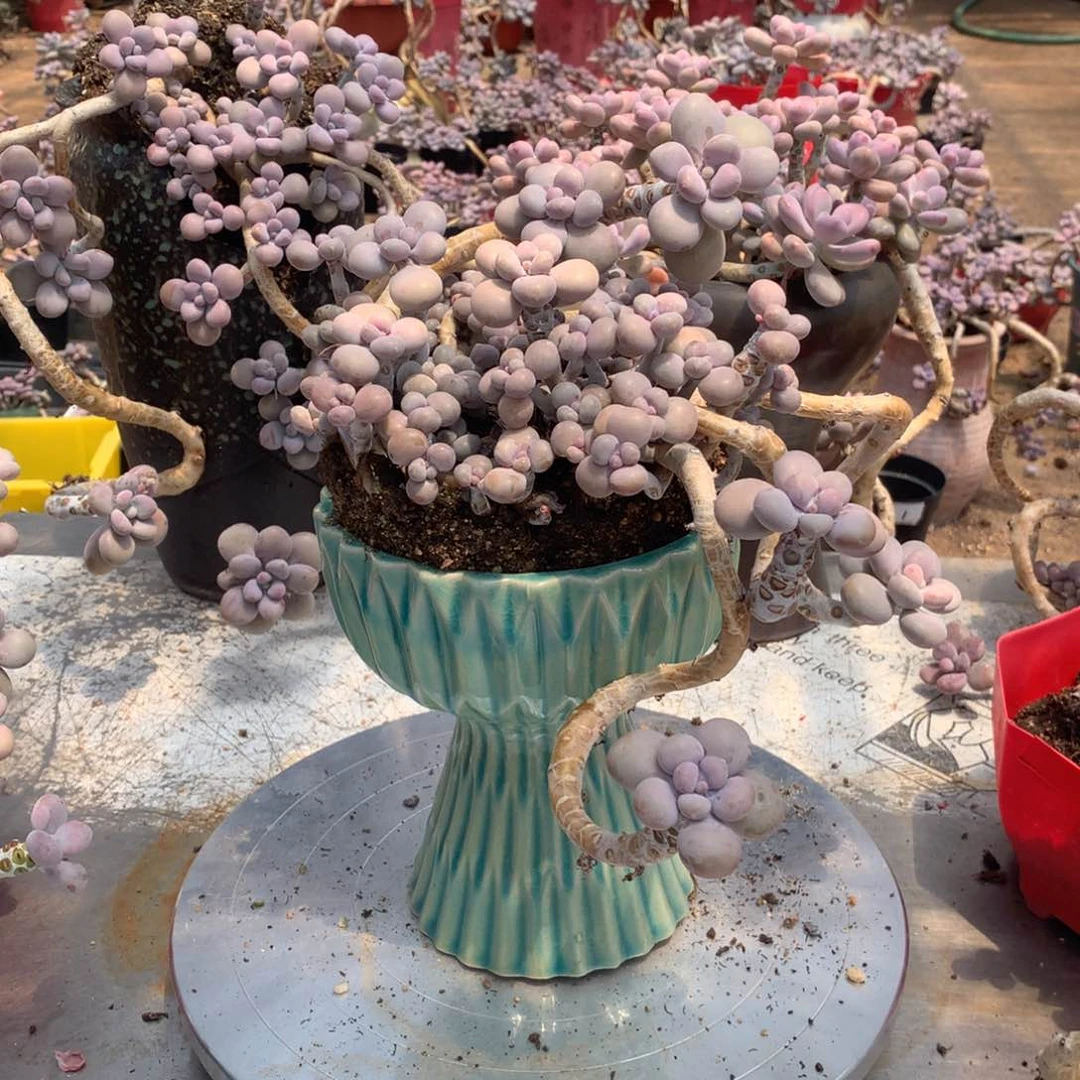 丽***！桃蛋老桩不带盆23号