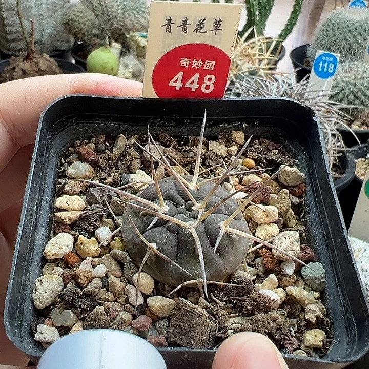 实生超刺光琳玉一棵仙人球