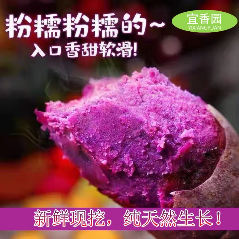 湖北襄阳新鲜沙地紫心紫薯香甜粉糯粗粮早餐农家现挖紫罗兰番薯