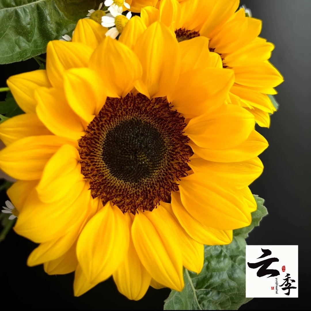 【云季花卉】【黑芯向日葵】云南鲜花基地直发家庭客厅插花水养真花