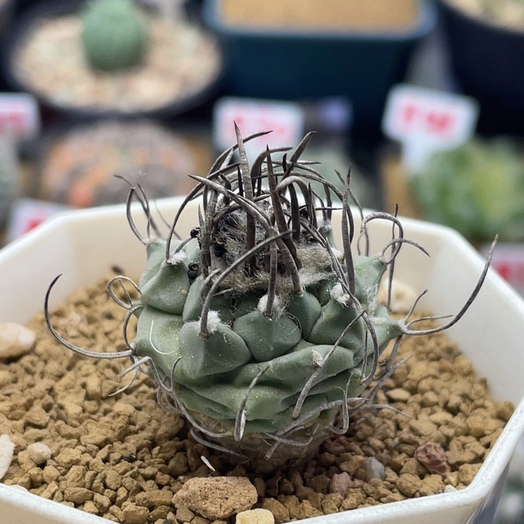 实生碳刺升云龙仙人球多肉