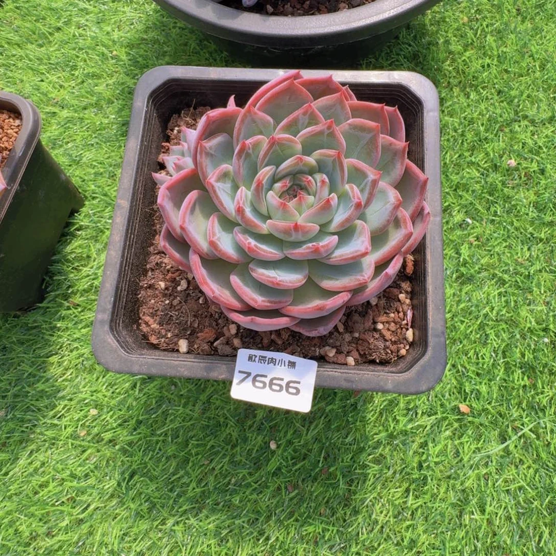 薛***雯多肉植物红鸾7666