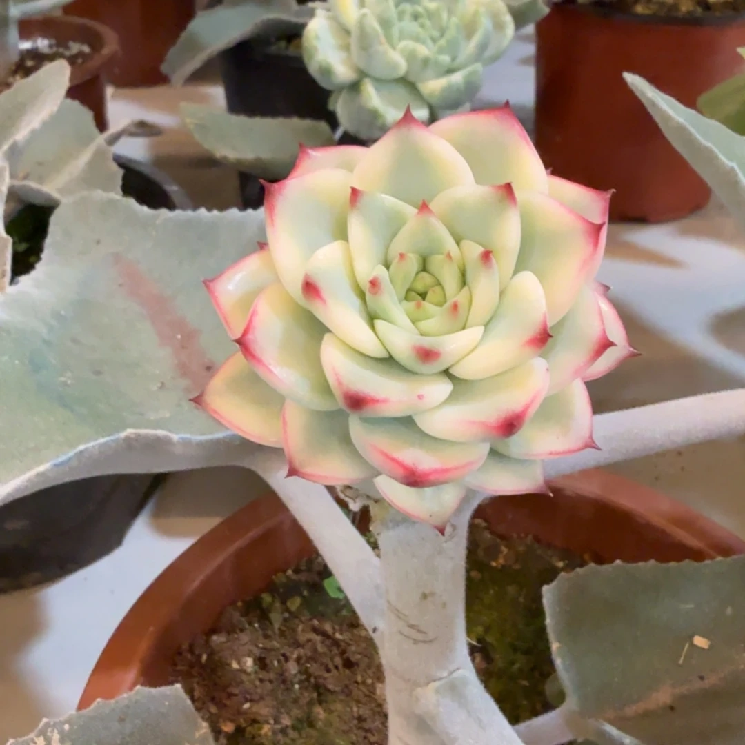 五****迦蓝 安吉园艺锦锦