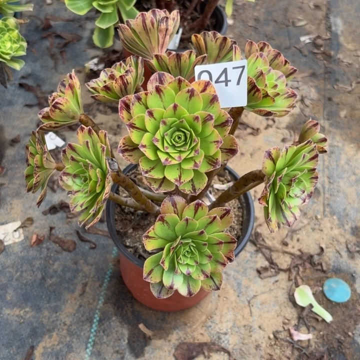 碧火多肉植物不包损047